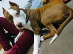 Cachorro raça Pit-Bull idade 5 anos nome Thor 