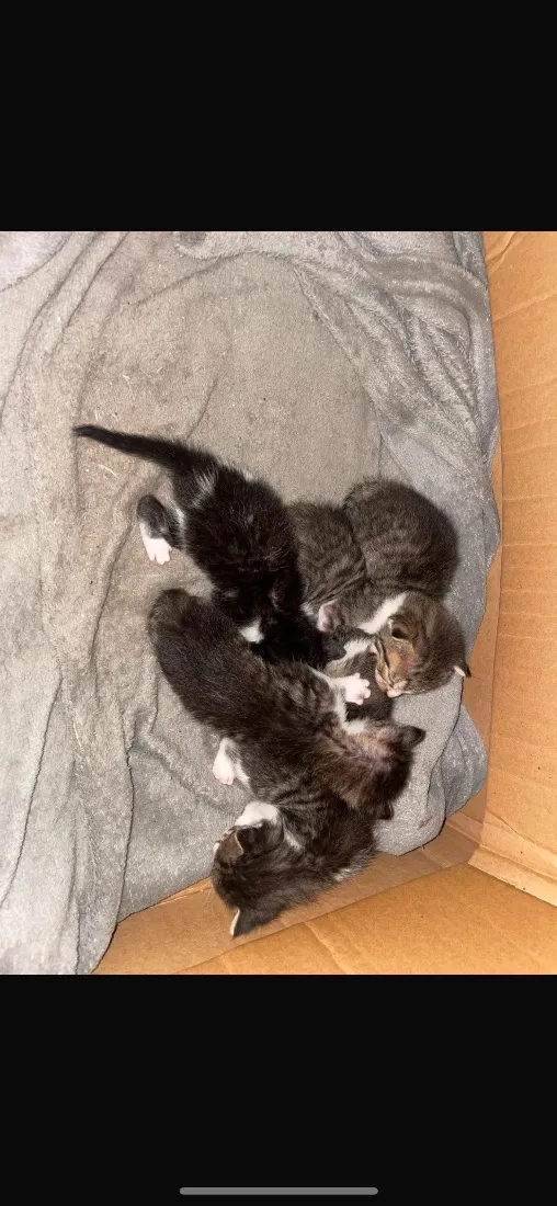 Gato raça SRD-ViraLata idade Abaixo de 2 meses nome Gatos