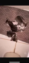 Gatos