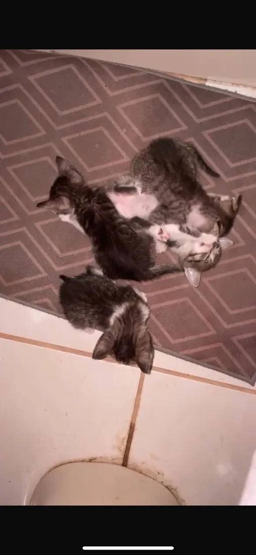 Gato raça SRD-ViraLata idade Abaixo de 2 meses nome Gatos