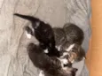 Gatos