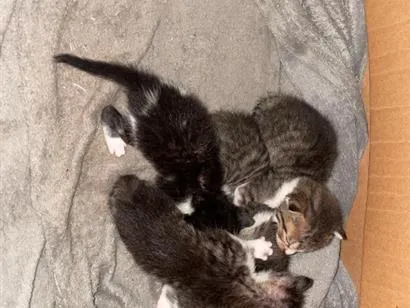 Gato raça SRD-ViraLata idade Abaixo de 2 meses nome Gatos