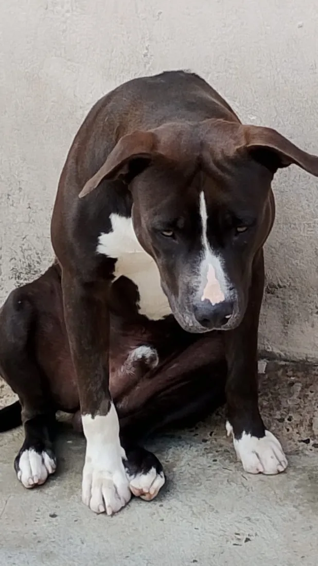 Cachorro raça Pit-Bull idade 1 ano nome Maue
