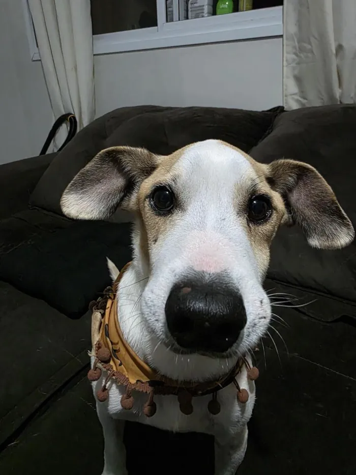 Cachorro raça SRD-ViraLata idade 6 ou mais anos nome Sabino