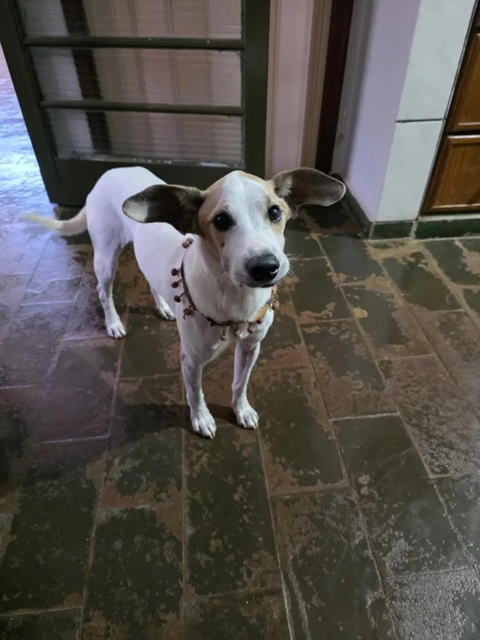 Cachorro raça SRD-ViraLata idade 6 ou mais anos nome Sabino