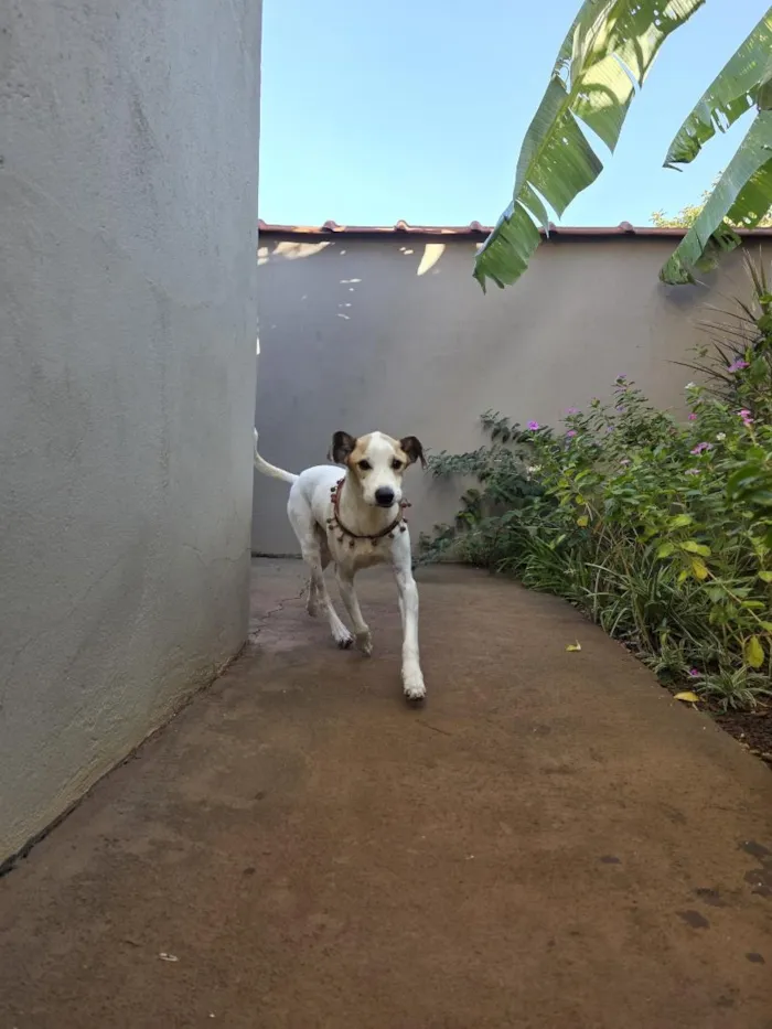 Cachorro raça SRD-ViraLata idade 6 ou mais anos nome Sabino