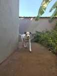 Sabino