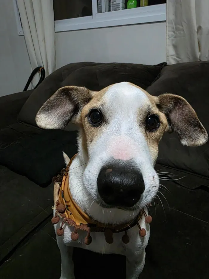 Cachorro raça SRD-ViraLata idade 6 ou mais anos nome Sabino