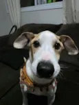Sabino
