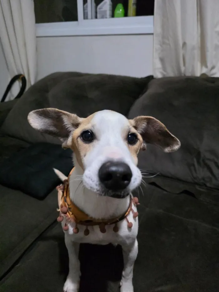 Cachorro raça SRD-ViraLata idade 6 ou mais anos nome Sabino
