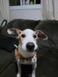 Sabino