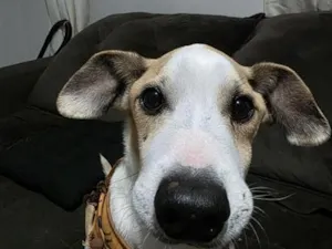 Cachorro raça SRD-ViraLata idade 6 ou mais anos nome Sabino