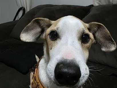 Cachorro raça SRD-ViraLata idade 6 ou mais anos nome Sabino