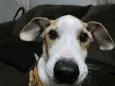 Sabino