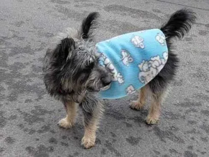 Cachorro raça SRD-ViraLata idade 1 ano nome Perdido