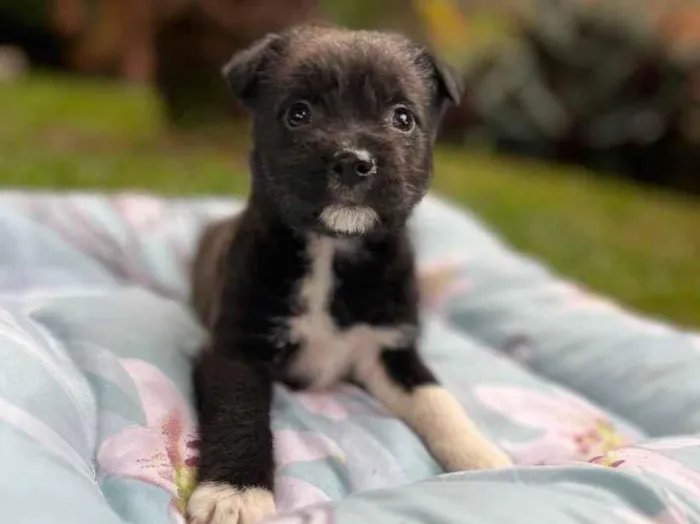 Cachorro raça SRD-ViraLata idade Abaixo de 2 meses nome Bud