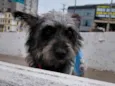 cachorro  perdido