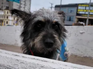 Cachorro raça Lhasa Apso idade 1 ano nome cachorro  perdido