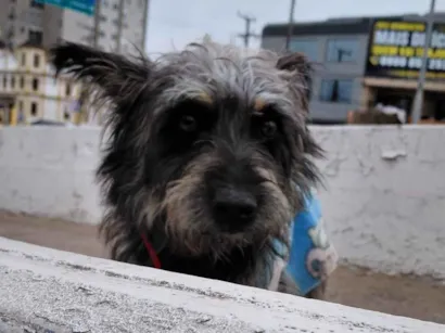 Cachorro raça Lhasa Apso idade 1 ano nome cachorro  perdido