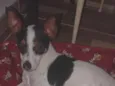 Mailow