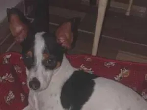 Cachorro raça SRD-ViraLata idade 1 ano nome Mailow