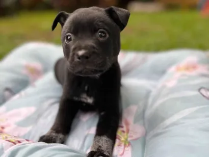 Cachorro raça SRD-ViraLata idade Abaixo de 2 meses nome Sem nome 
