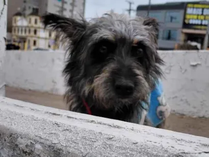 Cachorro raça SRD-ViraLata idade 1 ano nome Perdido
