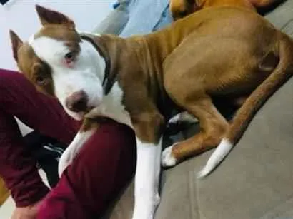 Cachorro raça Pit-Bull idade 5 anos nome Thor 