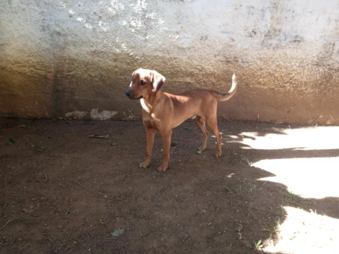 Cachorro raça SRD-ViraLata idade 1 ano nome Thor