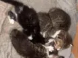 Gatos