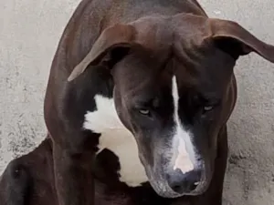 Cachorro raça Pit-Bull idade 1 ano nome Maue