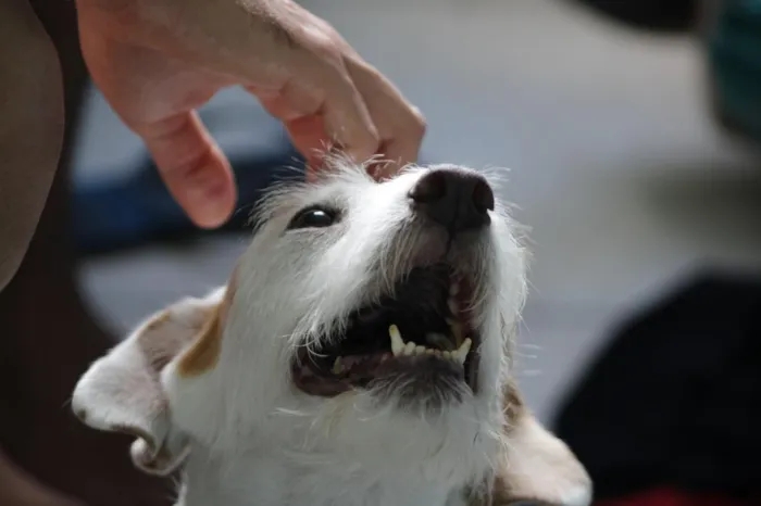 Cachorro raça SRD-ViraLata idade 2 anos nome Atena