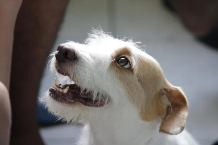 Cachorro raça SRD-ViraLata idade 2 anos nome Atena