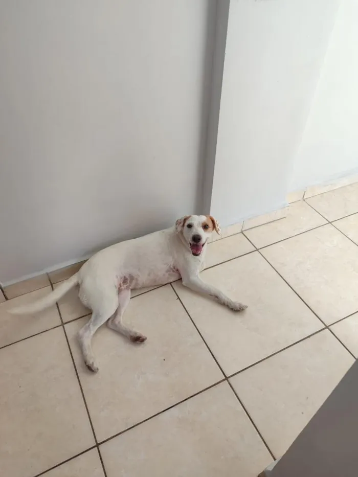 Cachorro raça SRD-ViraLata idade 2 anos nome Atena