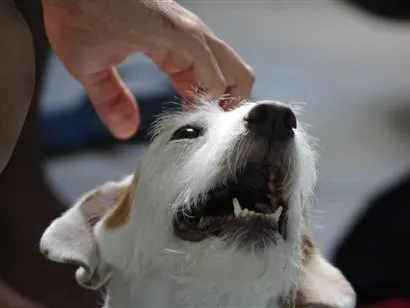 Cachorro raça SRD-ViraLata idade 2 anos nome Atena