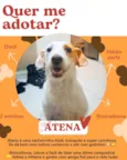 Atena