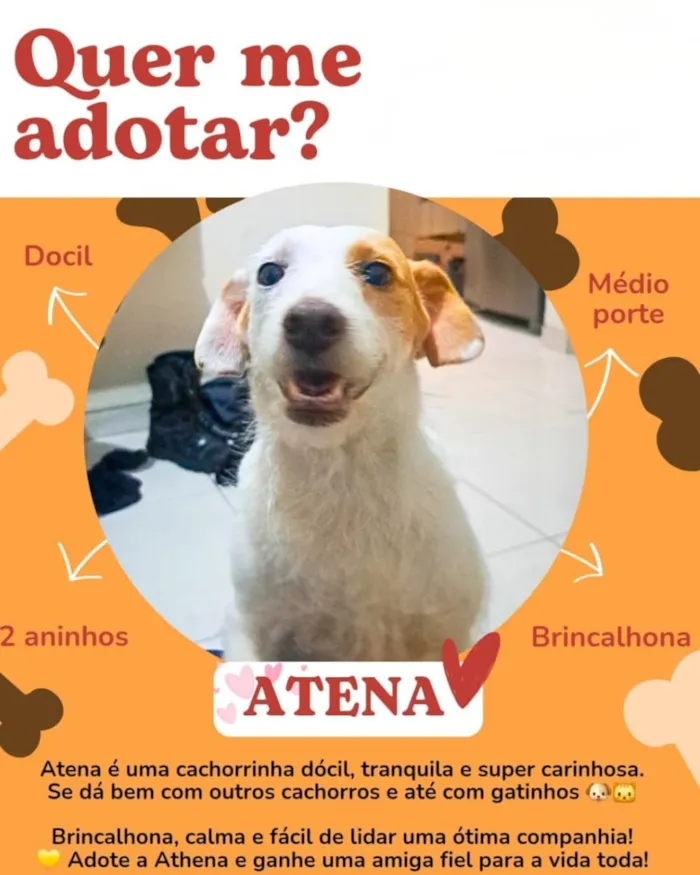 Cachorro raça SRD-ViraLata idade 2 anos nome Atena