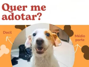Cachorro raça SRD-ViraLata idade 2 anos nome Atena