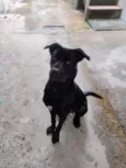 Draco