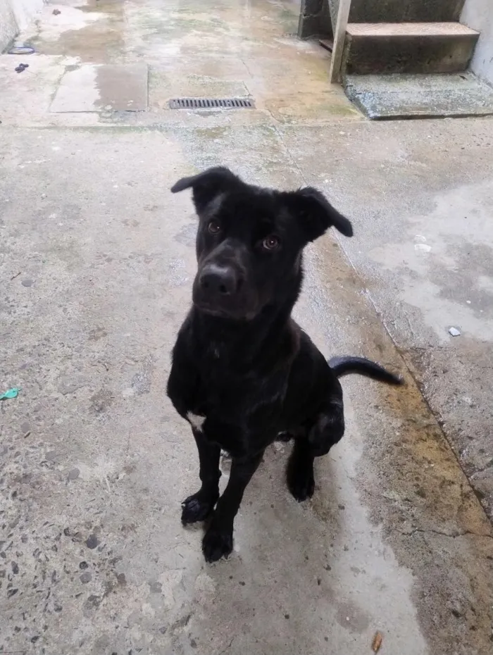 Cachorro raça SRD-ViraLata idade 7 a 11 meses nome Draco