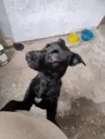 Draco