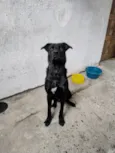 Draco