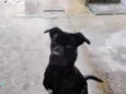 Draco