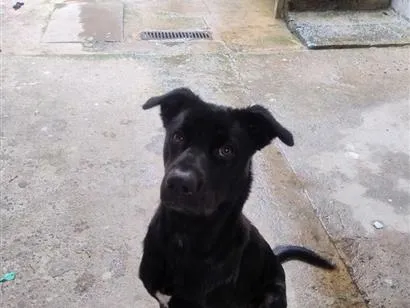 Cachorro raça SRD-ViraLata idade 7 a 11 meses nome Draco