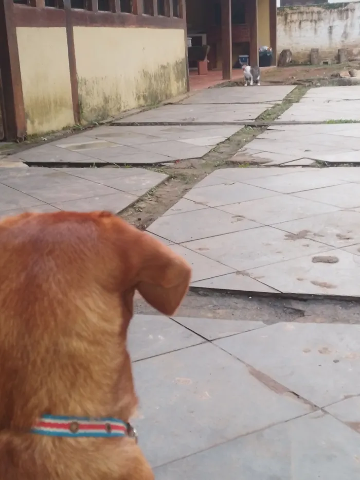 Cachorro raça SRD-ViraLata idade 1 ano nome Thor
