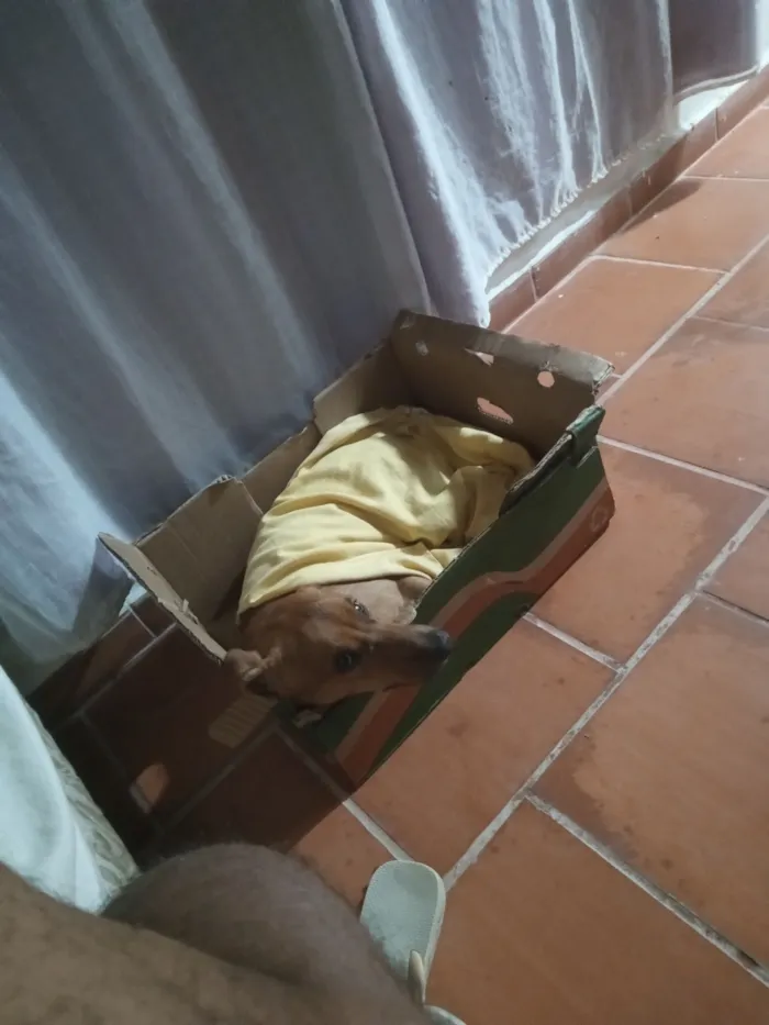 Cachorro raça SRD-ViraLata idade 1 ano nome Thor