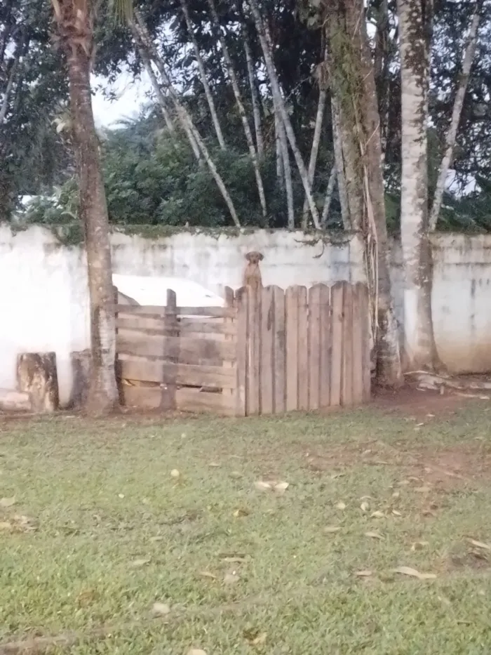 Cachorro raça SRD-ViraLata idade 1 ano nome Thor