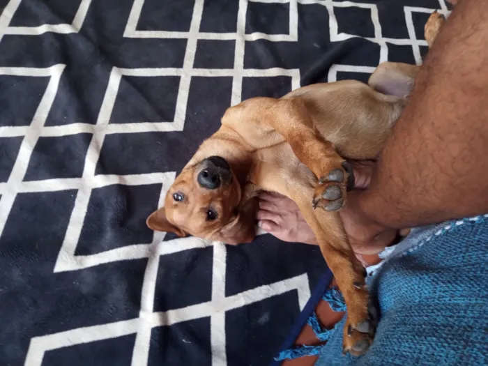 Cachorro raça SRD-ViraLata idade 1 ano nome Thor
