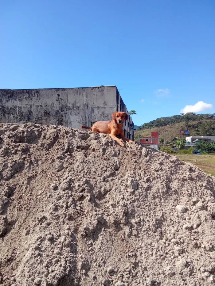 Cachorro raça SRD-ViraLata idade 1 ano nome Thor
