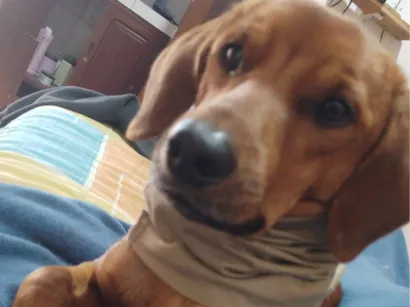 Cachorro raça SRD-ViraLata idade 1 ano nome Thor